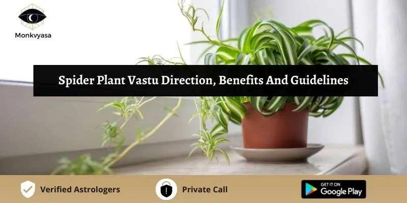 https://www.monkvyasa.com/public/assets/monk-vyasa/img/Spider Plant Vastu Directionwebp